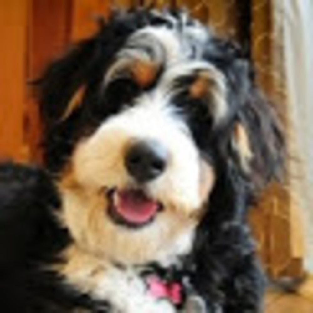 Meet your Posher, Madeleine